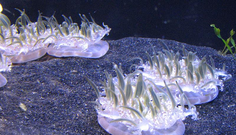 2008-09-27_Mystic_Aquarium 096_1.jpg